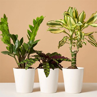 The Sill Easy-Care Plant Subscription