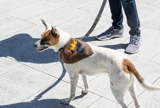 Best Dog Training Leashes