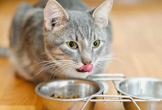 Best Gluten-Free Cat Food