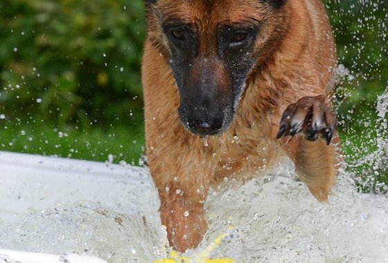 Best Dog Pools