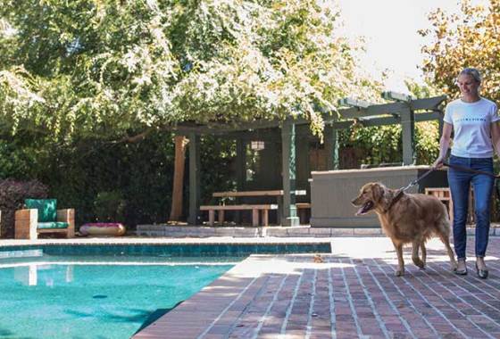 Best Dog Training Collars