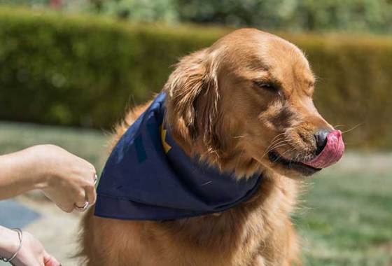 Best Exotic Dog Treats