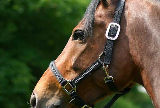 Best Horse Halters