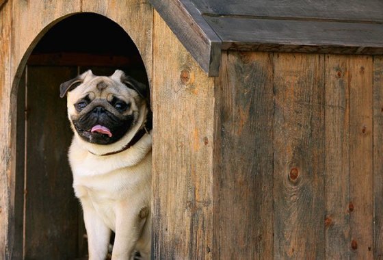 Best Outdoor Dog Houses