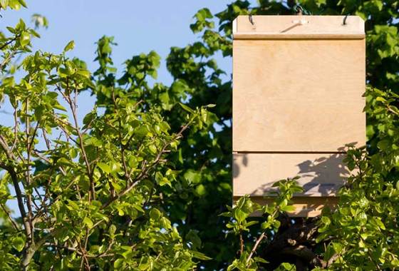 Best Bat Houses