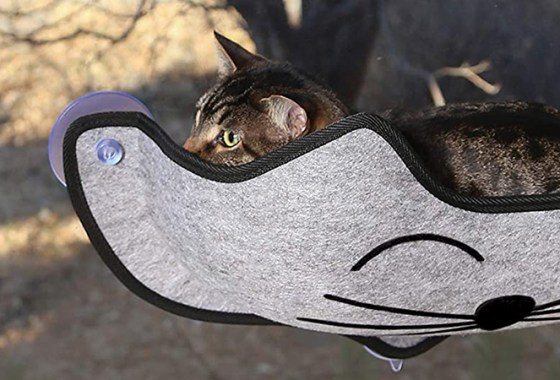 Best Window Perches for Cats