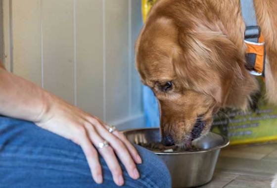 Best Dehydrated Dog Food