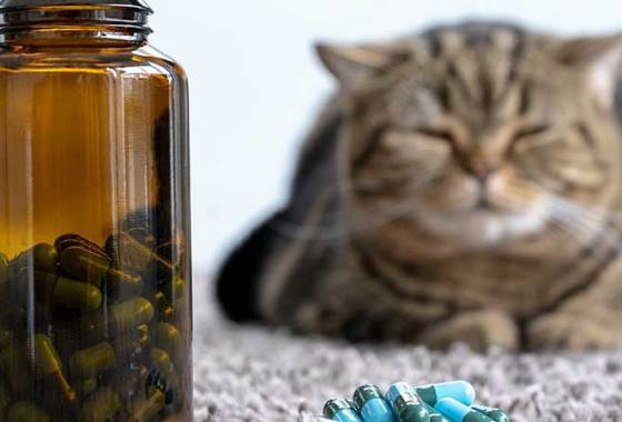 Best Urinary Supplements for Cats