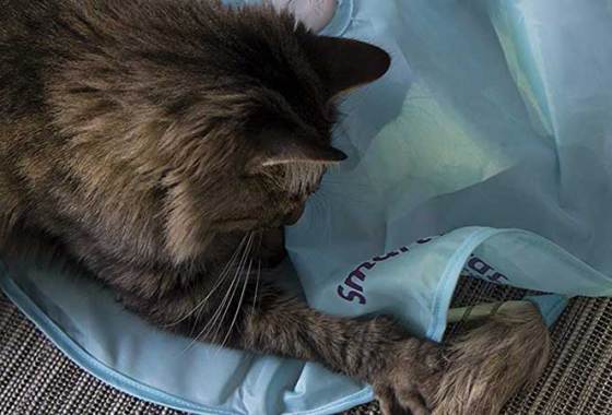 Best Electronic Cat Toys