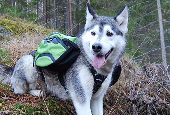 Best Dog Backpacks