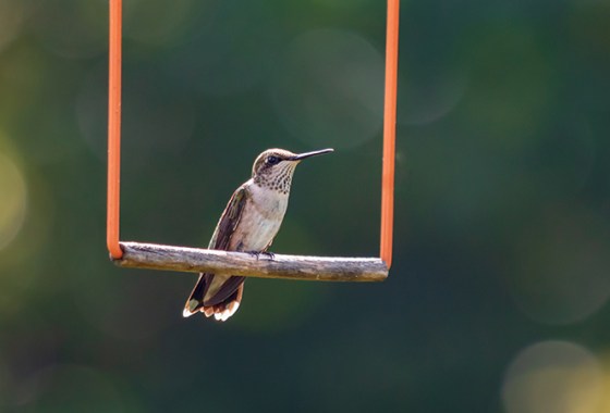 Best Bird Swings