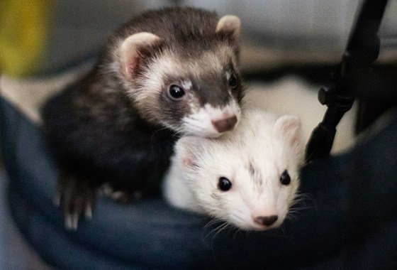 Best Small Animal Hammocks