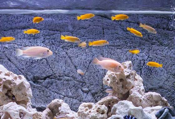 Best 10-Gallon Fish Tanks