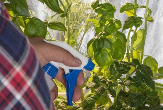 Best Indoor Grow Tents