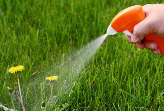 Best Weed Killers