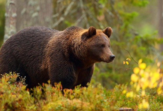 Best Bear Sprays