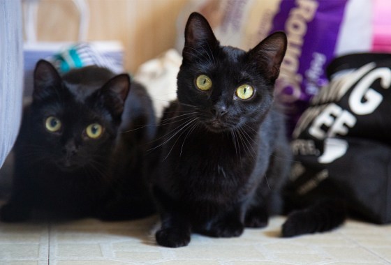 10 viral pet products TikTok made me buy