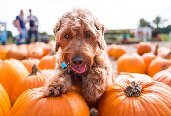 Apparently, pumpkin spice season is for dogs, too