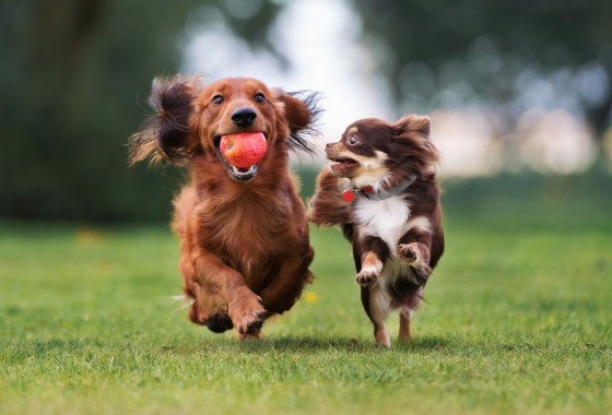 Best Purina dog food