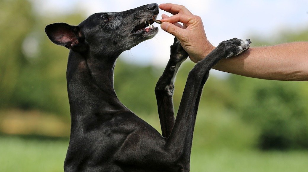 5 Best Dog Whistles Apr. 2021 BestReviews