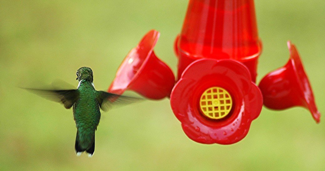 5 Best Hummingbird Feeders Apr. 2021 BestReviews