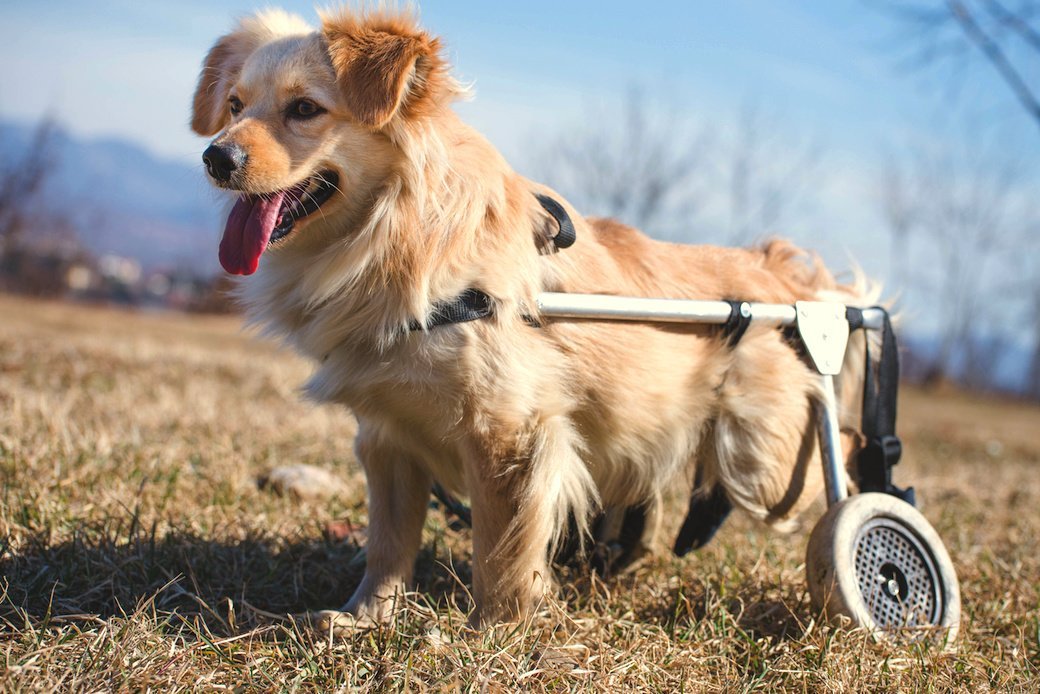 5 Best Dog Wheelchairs Oct. 2024 BestReviews