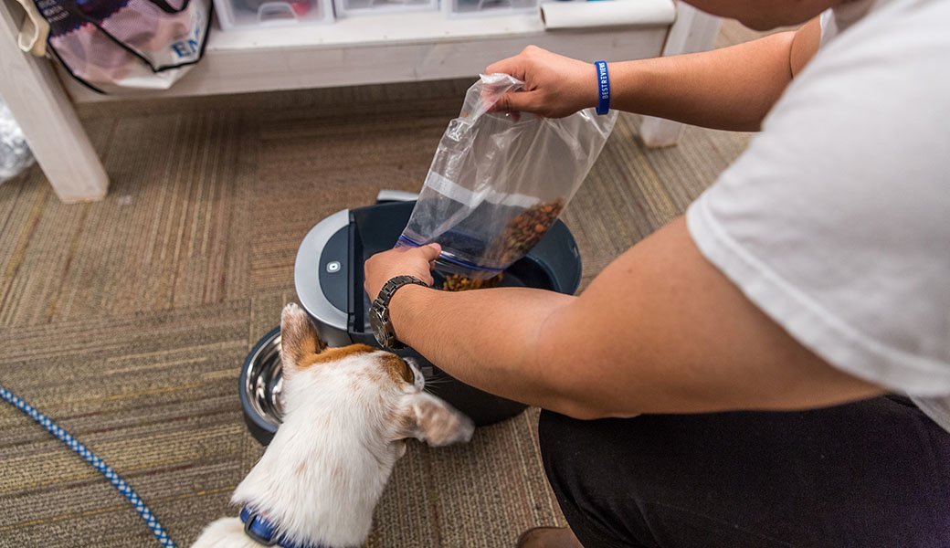 5 Best Smart Pet Feeders Mar. 2021 BestReviews