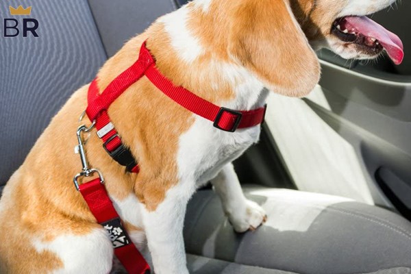 5 Best Dog Seat Belts - Dec. 2024 - BestReviews