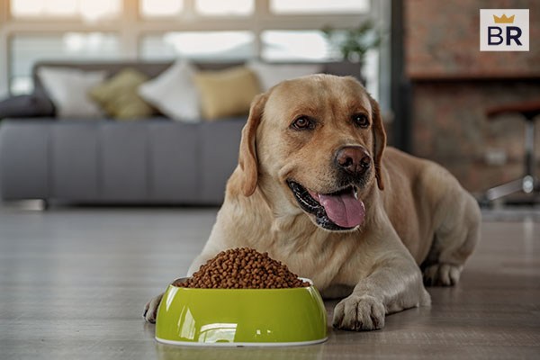 what is best tasting dog food