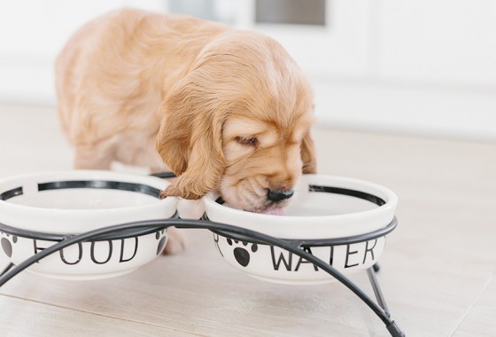 Best ceramic dog bowl