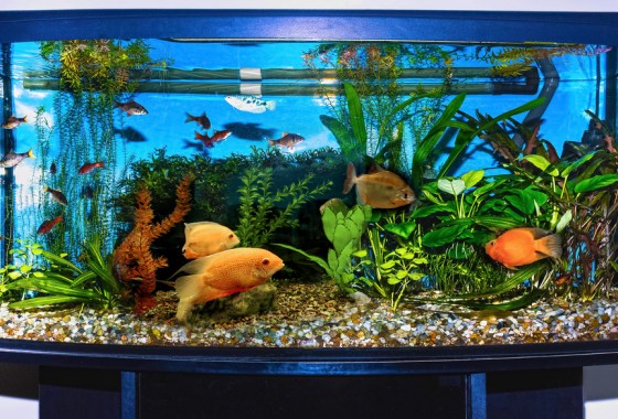 Best 5-gallon fish tank