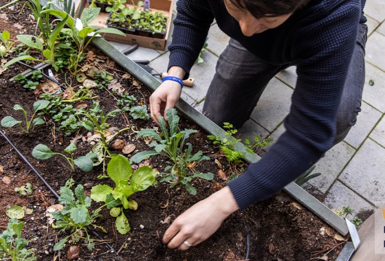 Best organic fertilizer