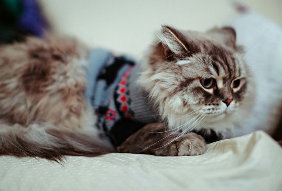 Best sweater for cats