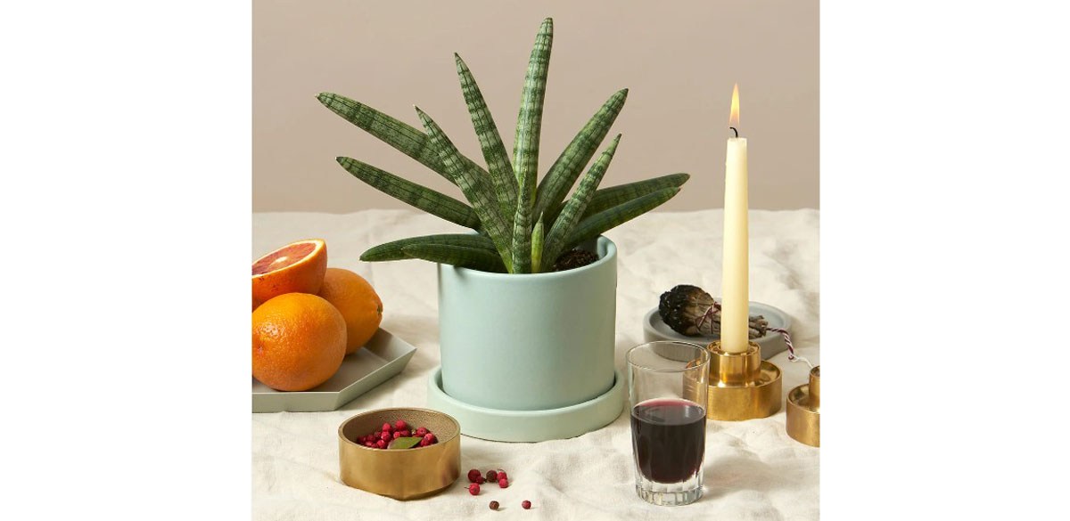 Snake Plant Starfish