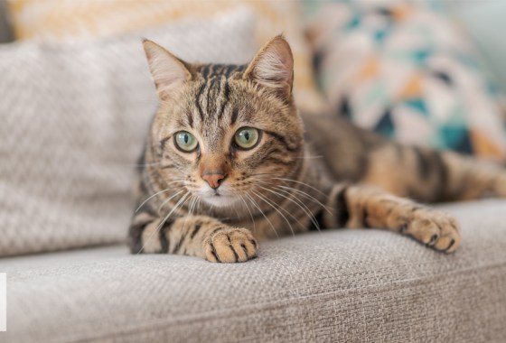 How to get rid of cat dandruff
