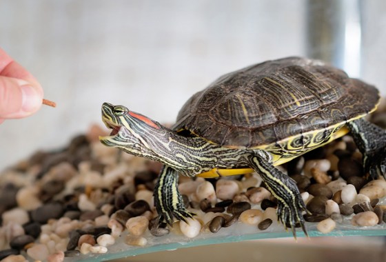 Best reptile and amphibian food