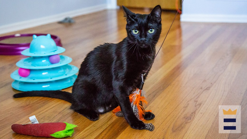 Which cat allergy medicine is best for seasonal allergies?