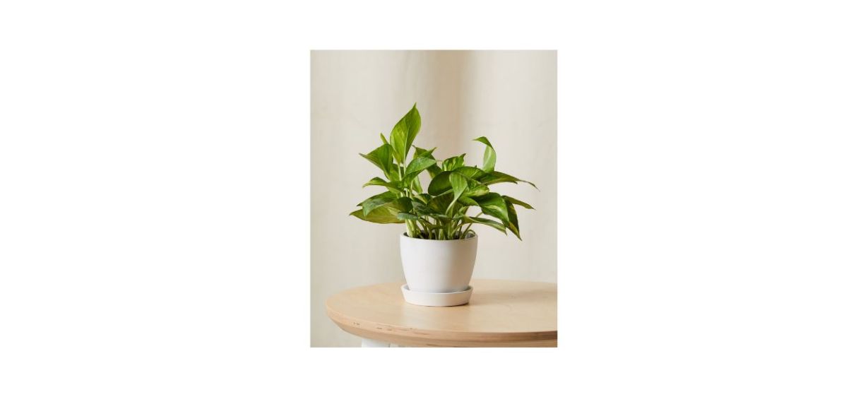 Bloomscape Golden Pothos Bloomscape Golden Pothos