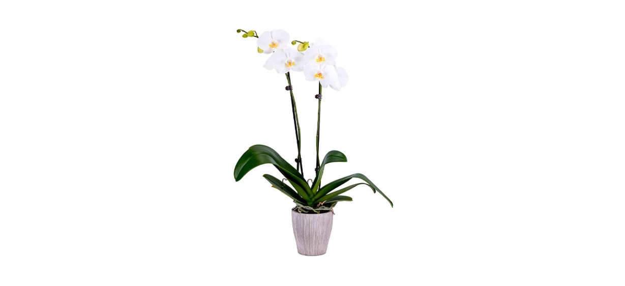 Best Artist Unknown - DecoBlooms Living White Premium Double Stem Orchid Plant 