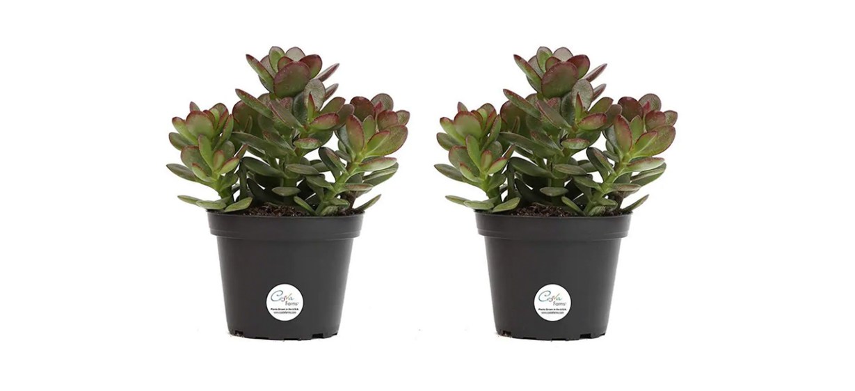 Best Costa Farms - Jade Crassula Succulent in Grower Pot 2-Pack