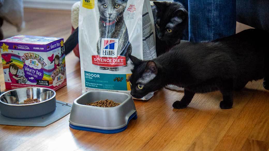 Best dry cat food