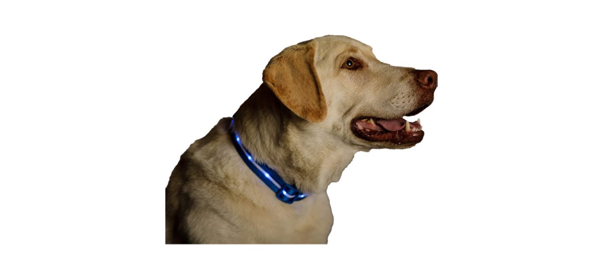 Blazin LED Light Up Dog Collar Blazin LED Light Up Dog Collar