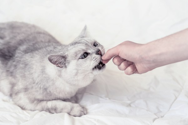 cat treat1