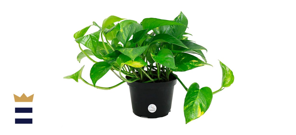 Costa Farms Easy Care Devil's Ivy Golden PothosPlant