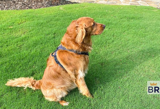 Dog harness review: Does this top-rated model from Chewy hold up over years of heavy use?