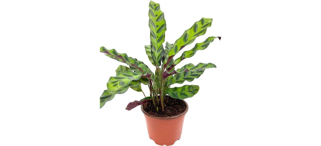 wekiva foliage Rattlesnake calathea