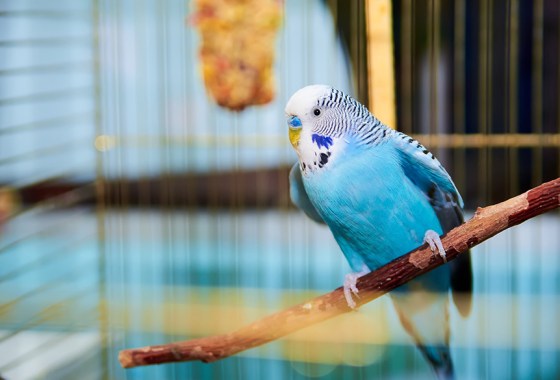 8 best bird perches