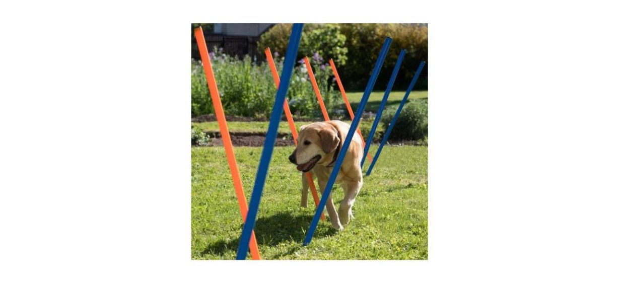 Pawise Agility Weave Poles