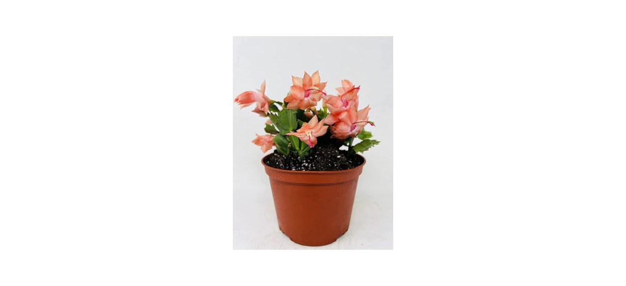 JM Bamboo Christmas Cactus Plant