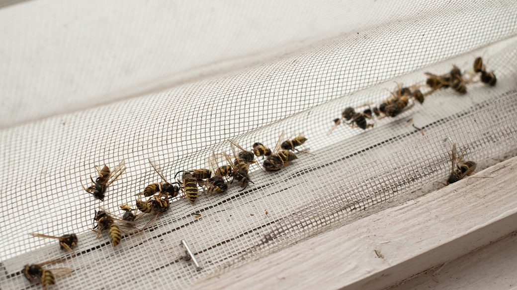 What is the best wasp spray?